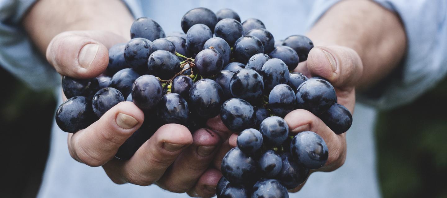Photographie d'un grappe de raisin dans les mains d'un homme