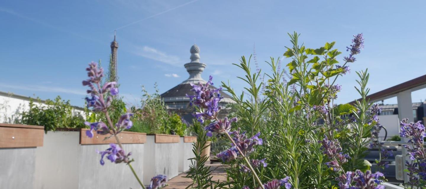 Image de le terrasse du musée 