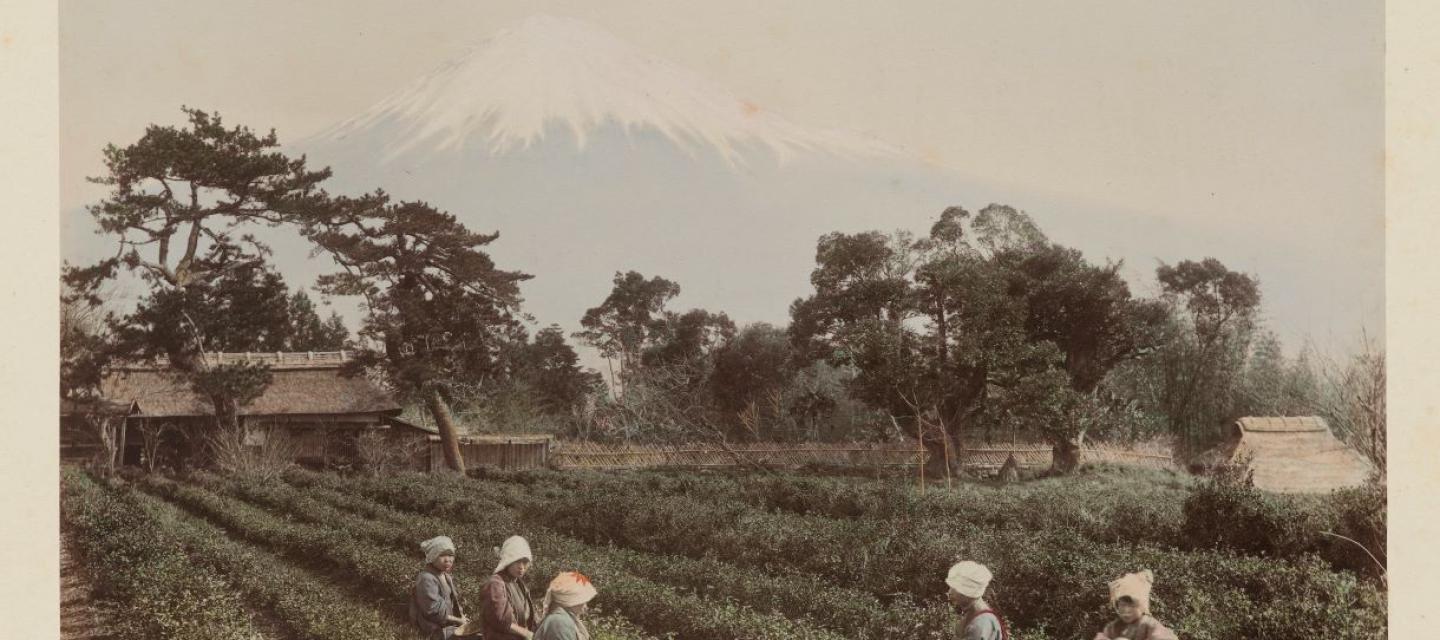 Shizuoka, le mont Fuji vu depuis une plantation de thé