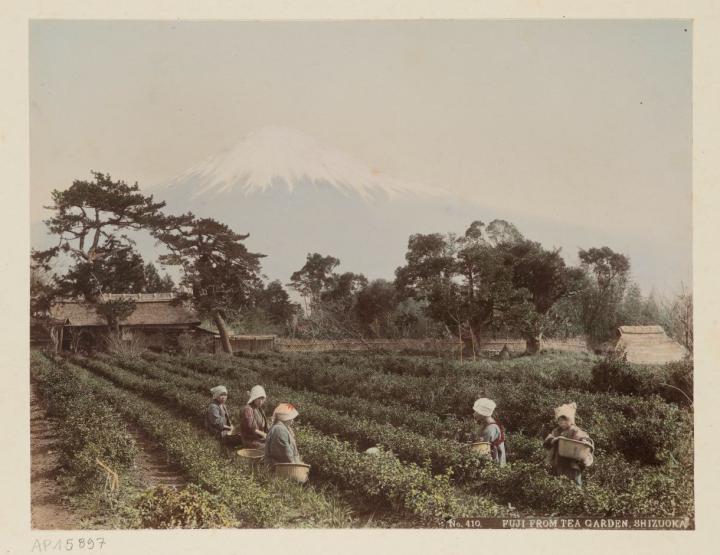 Shizuoka, le mont Fuji vu depuis une plantation de thé