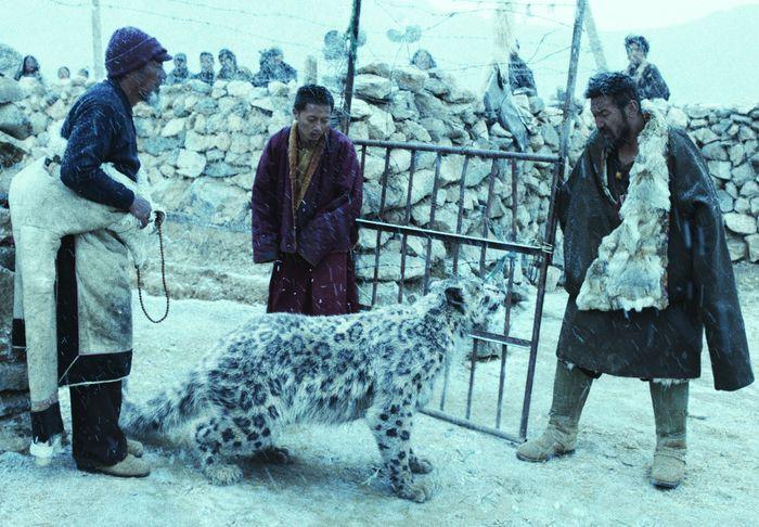 The Snow Leopard film FICA