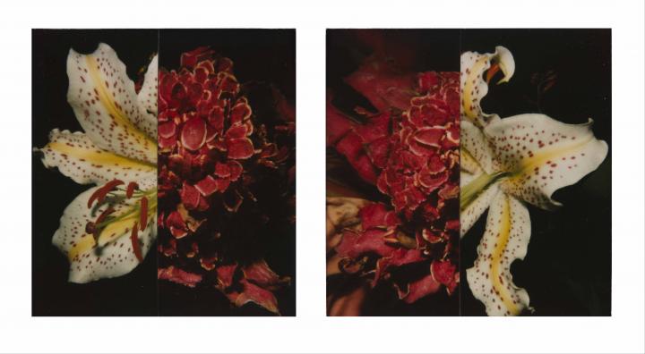 POLARAKI - Thousand polaroids by Araki Nobuyoshi | Musée Guimet