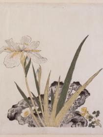 Iris et rocher