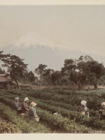 Shizuoka, le mont Fuji vu depuis une plantation de thé