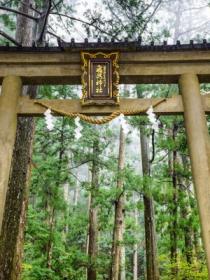 Torii