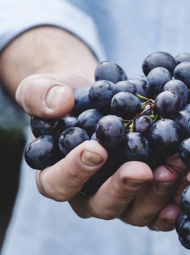 Photographie d'un grappe de raisin dans les mains d'un homme