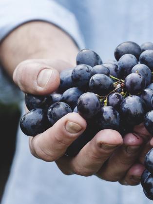 Photographie d'un grappe de raisin dans les mains d'un homme