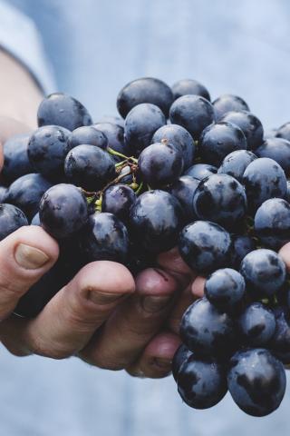 Photographie d'un grappe de raisin dans les mains d'un homme