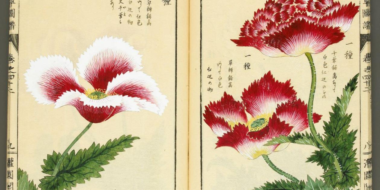 日本植物学《本草图谱》 | Musée Guimet