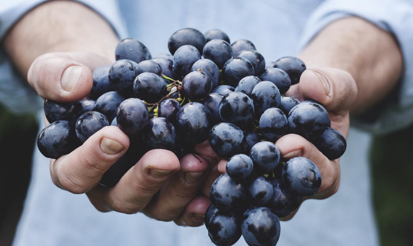 Photographie d'un grappe de raisin dans les mains d'un homme
