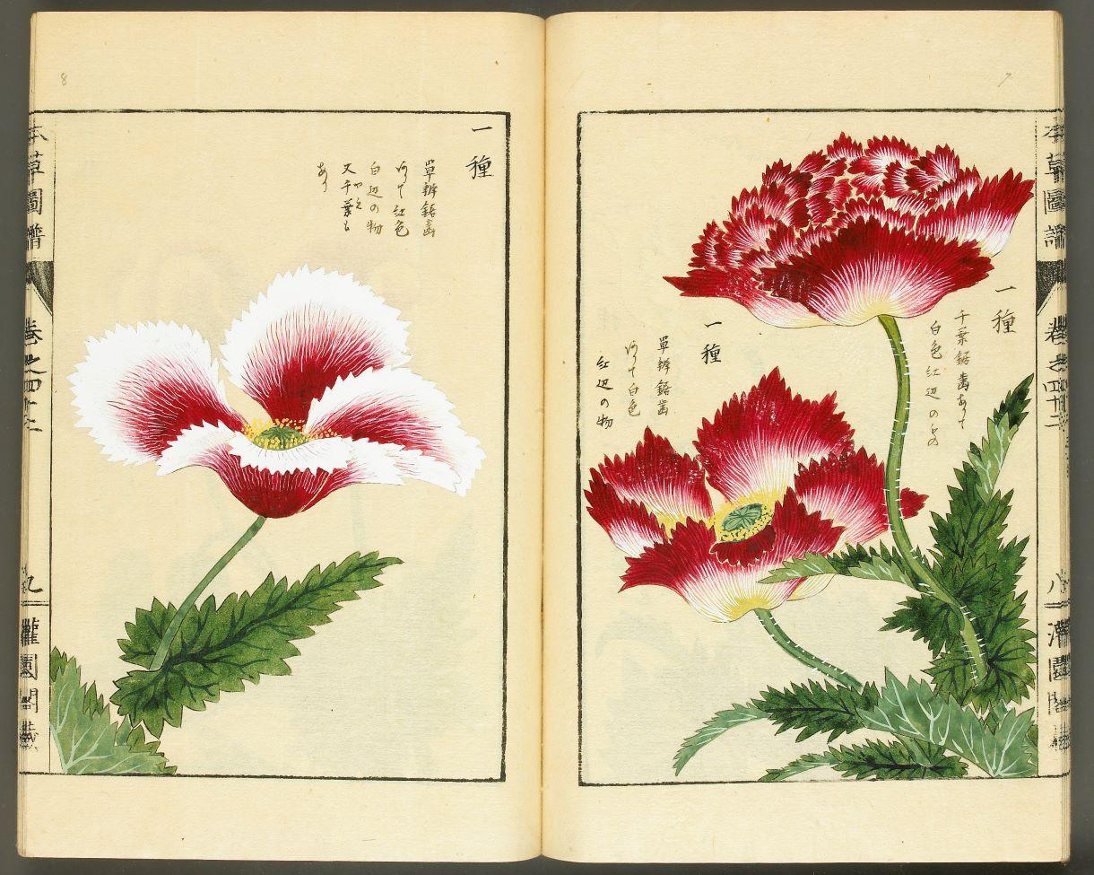 Image d'un livre illustré de plantes médicinales